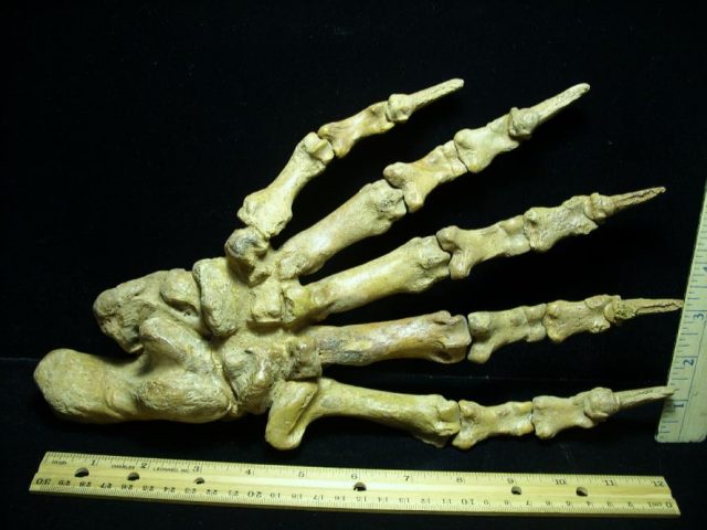 Large Fossilized Cave Bear Foot (063020t) - Image 3