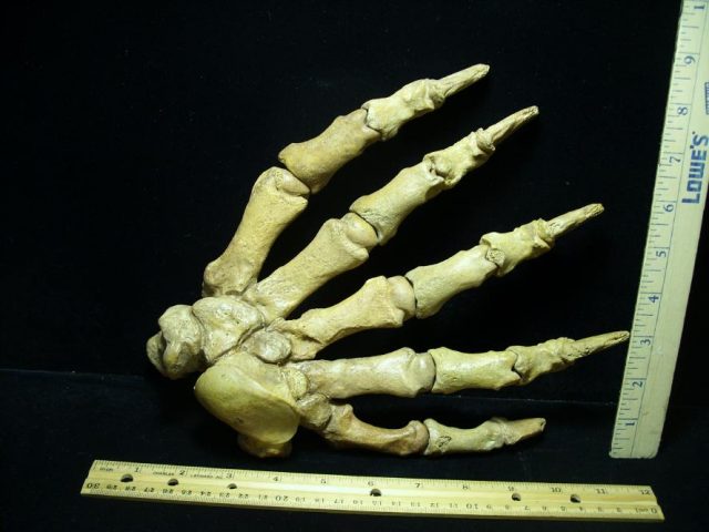 **CHRISTMAS SALE**Large Fossilized Cave Bear Hand (063020w)