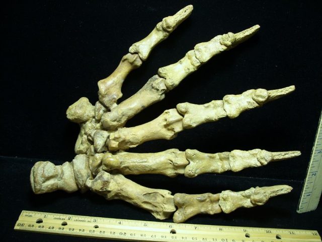 **CHRISTMAS SALE**Large Fossilized Cave Bear Hand (063020w) - Image 2
