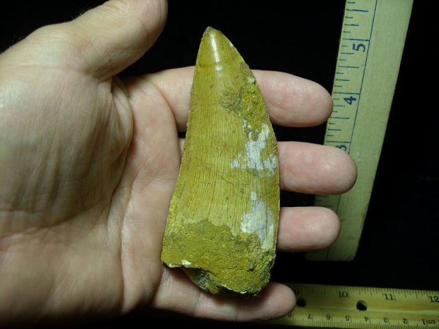 Carcharodontosaurus  Dinosaur Tooth (070120a)