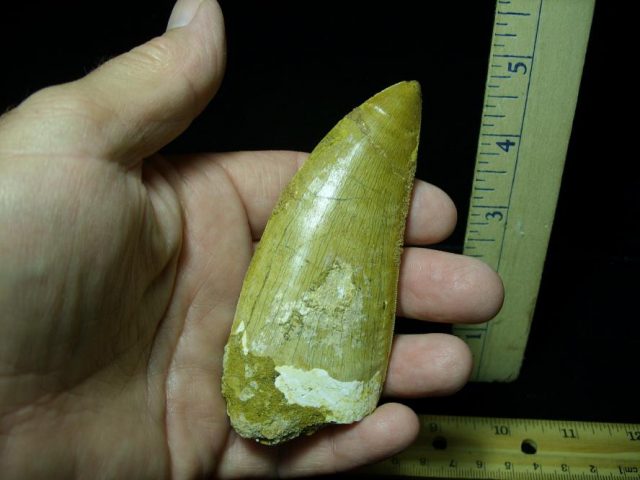 Carcharodontosaurus  Dinosaur Tooth (070120a) - Image 2