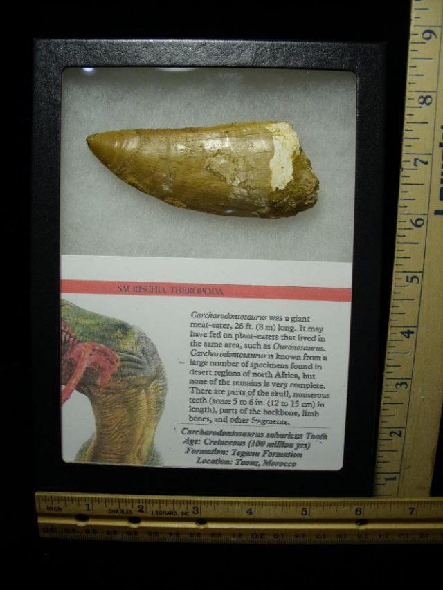 Carcharodontosaurus  Dinosaur Tooth (070120a) - Image 3