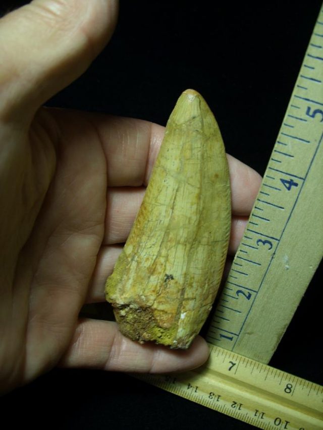 Carcharodontosaurus  Dinosaur Tooth (070120b)