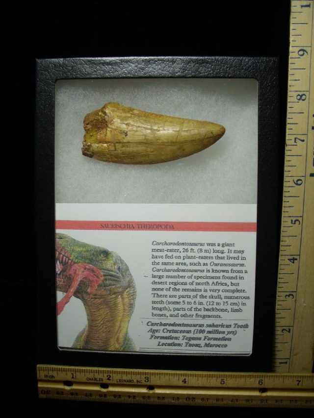 Carcharodontosaurus  Dinosaur Tooth (070120b) - Image 3