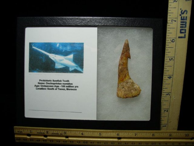 Fossil Sawfish Tooth (070120f)