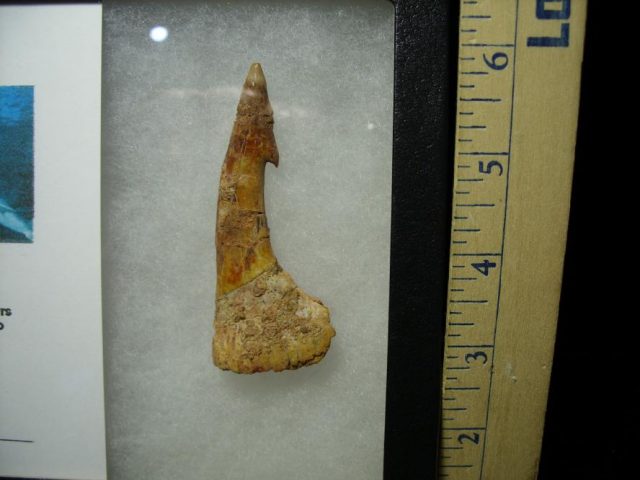 Fossil Sawfish Tooth (070120f) - Image 2