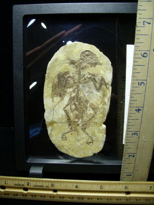 Fossil Bird Skeleton  (063520a) - Image 3