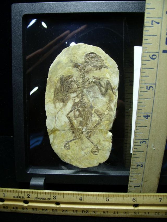 Fossil Bird Skeleton  (063520a) - Image 2