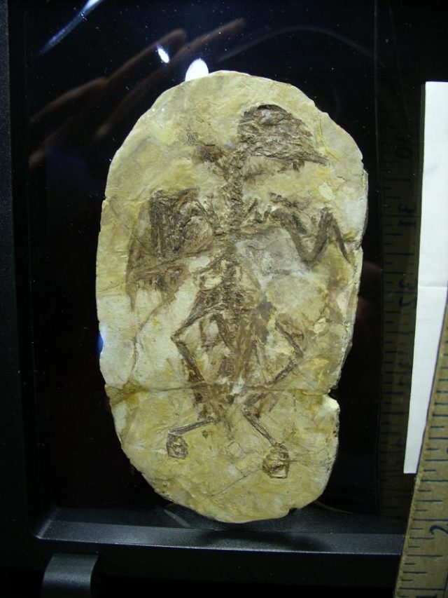 Fossil Bird Skeleton  (063520a)