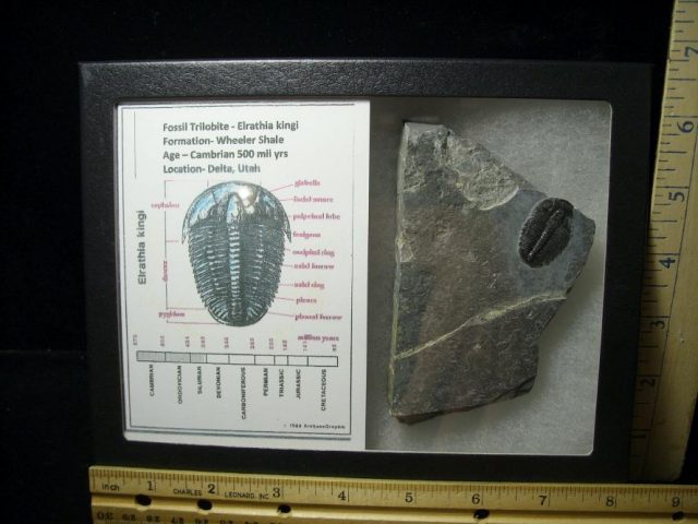 Fossil  Elrathia Trilobite (070120r)