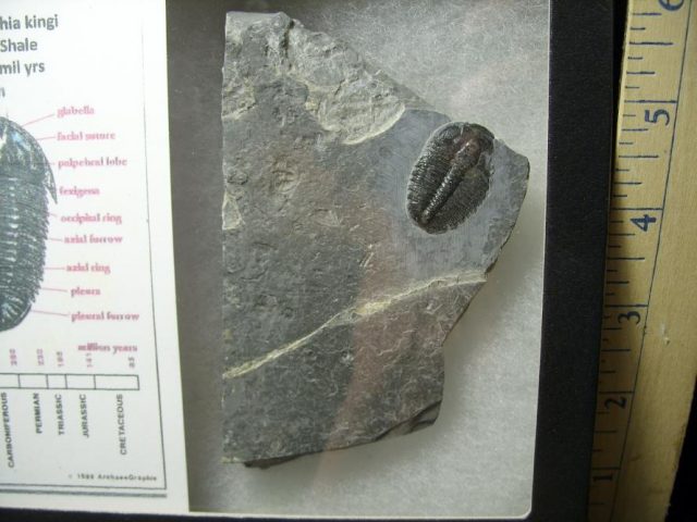 Fossil  Elrathia Trilobite (070120r) - Image 2
