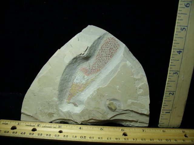 Fossil  Sponge - (070120s)