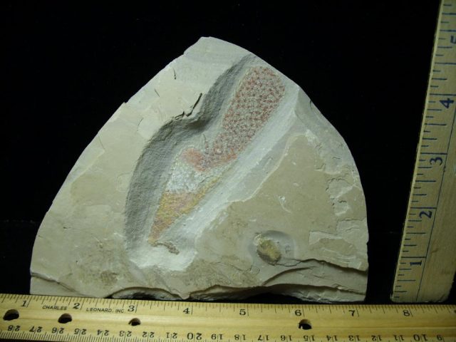 Fossil  Sponge - (070120s) - Image 3