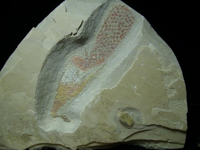 Fossil  Sponge - (070120s) - Image 2