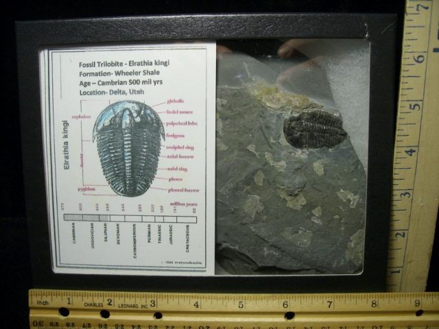 Fossil  Elrathia Trilobite (070220a)
