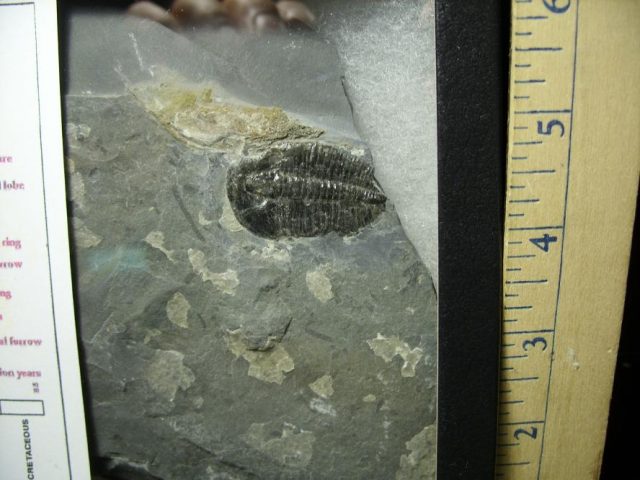 Fossil  Elrathia Trilobite (070220a) - Image 2