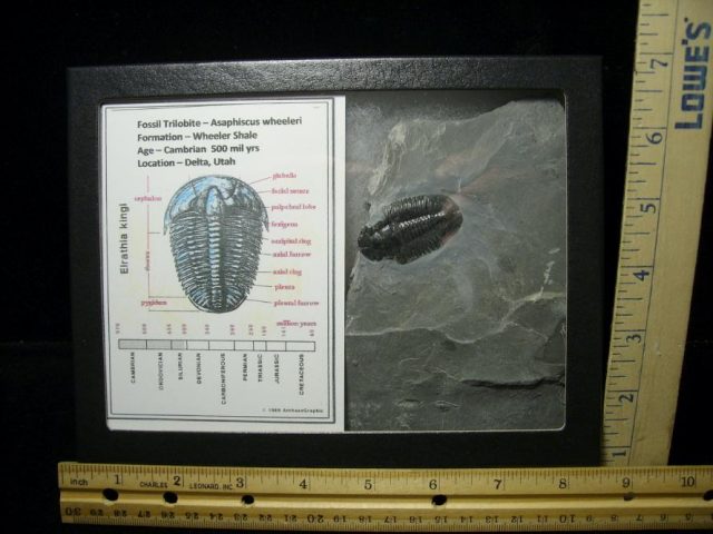 Fossil  Asaphiscus Trilobite (070220b)