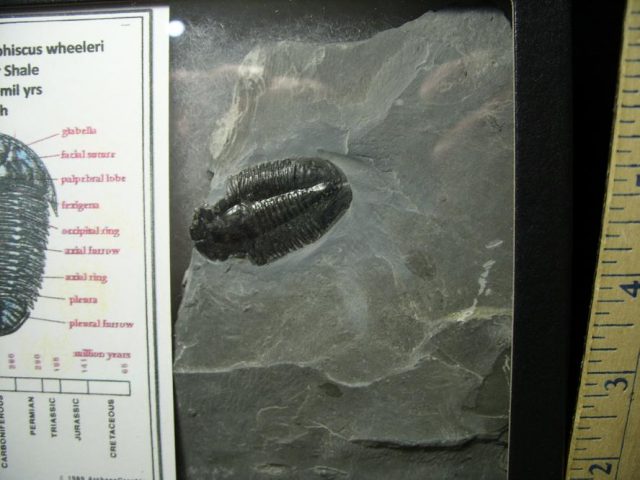 Fossil  Asaphiscus Trilobite (070220b) - Image 2