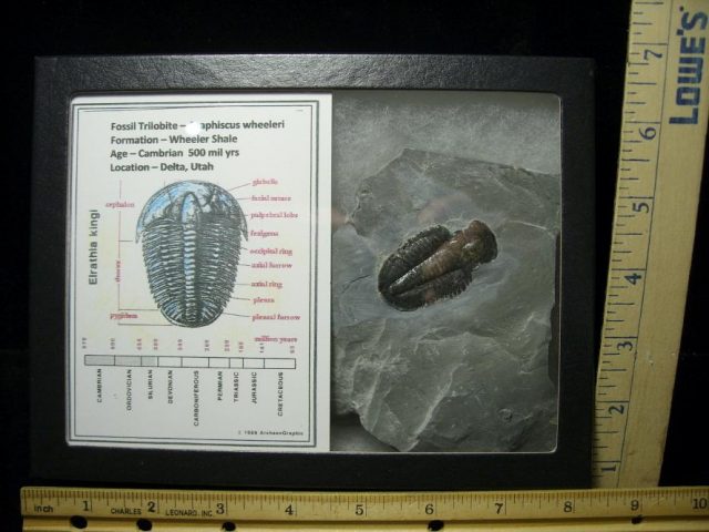 Fossil  Asaphiscus Trilobite (070220c)