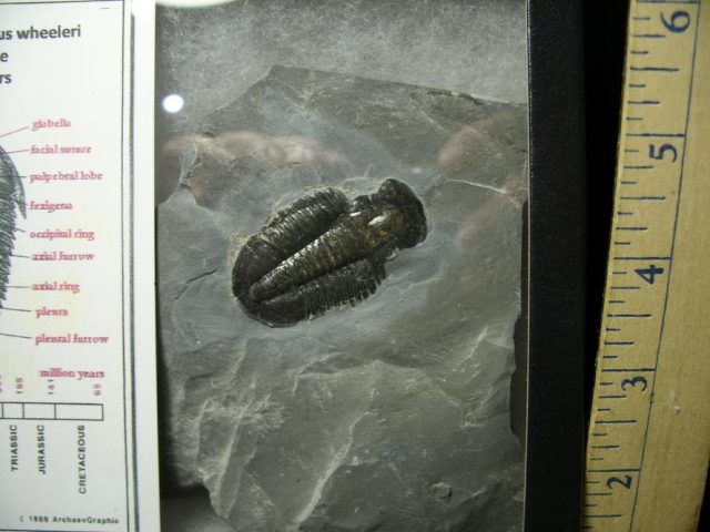 Fossil  Asaphiscus Trilobite (070220c) - Image 2