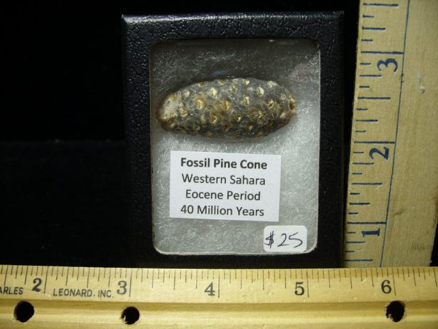 Fossil Pine Cone  (070220h)