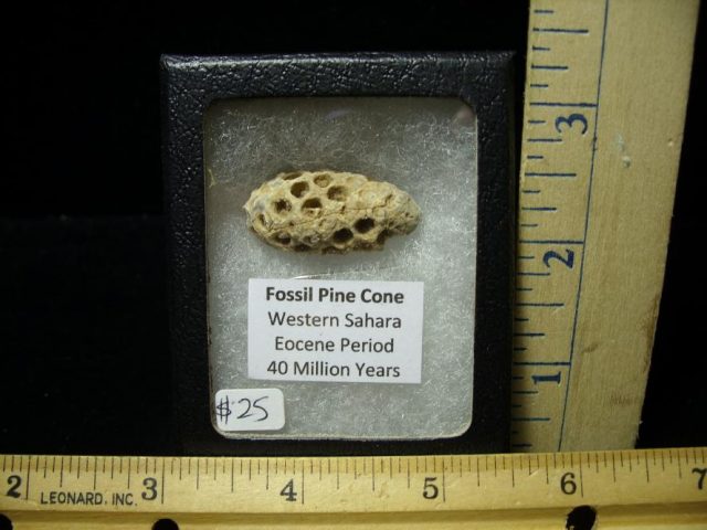 Fossil Pine Cone  (070220j)