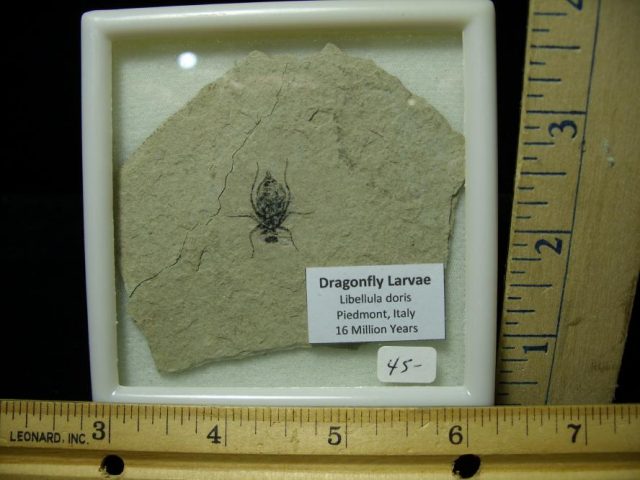 Fossilized  Insect  (070420a)