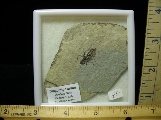Fossilized  Insect  (070420b)