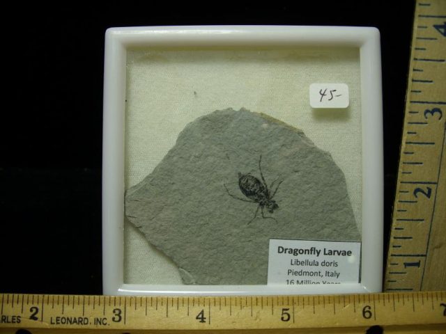 Fossilized  Insect  (070420c)