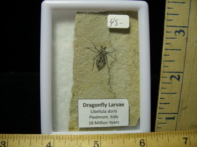 Fossilized  Insect  (070420d)