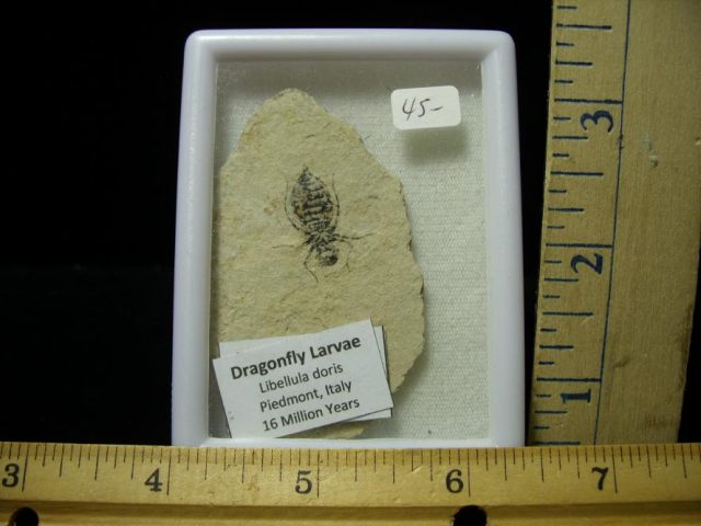 Fossilized  Insect  (070420e)