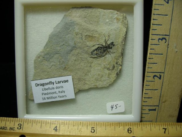 Fossilized  Insect  (070420f)