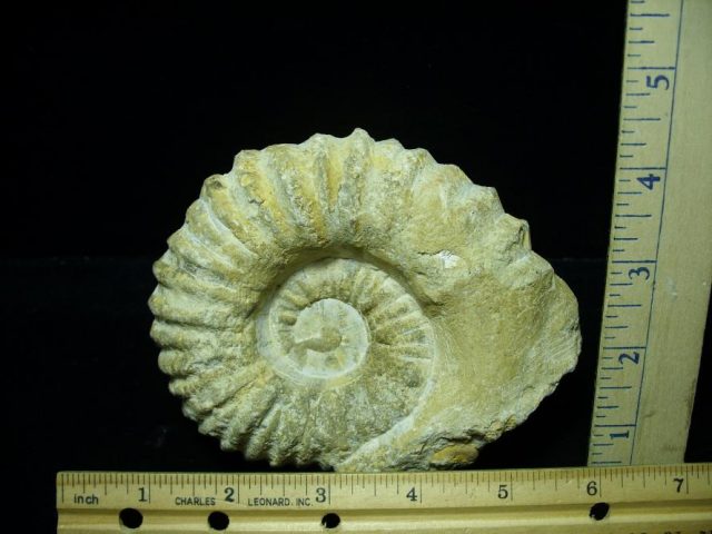 Large Natural Ammonite (070520k)
