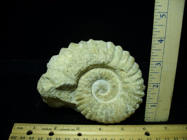 Large Natural Ammonite (070520r)