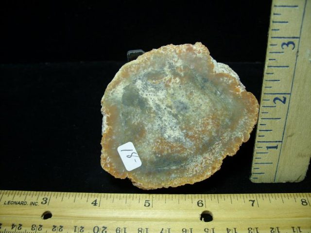 Dinosaur Coprolite  (Poop) (070620b)