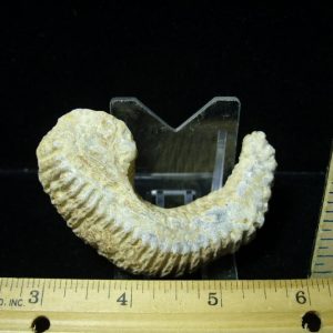 Fossil Oyster (070920b) 