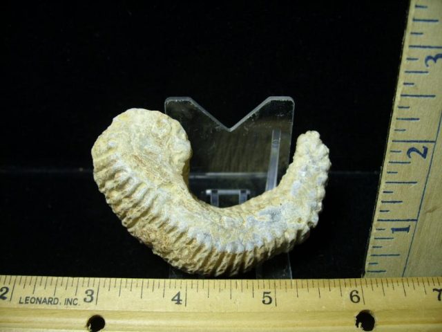 Fossil Oyster (070920b) 