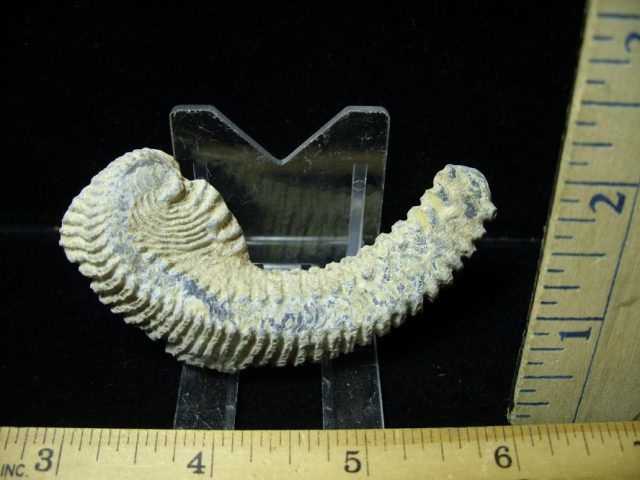 Fossil Oyster (070920d) 