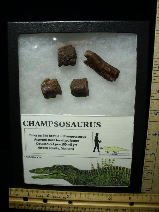 Champsosaurus "Dinosaur/Reptile" Fossil Bones (071420a) 