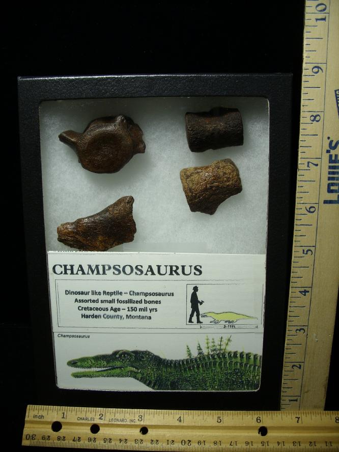 dinosaur bones and fossils