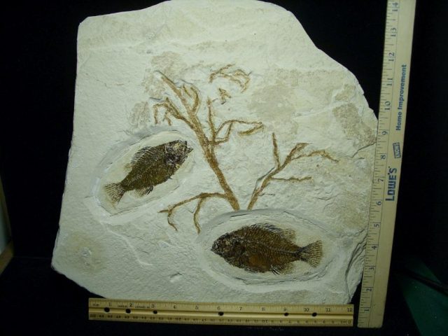 Fossilized Priscacara  Fish  (071420j)