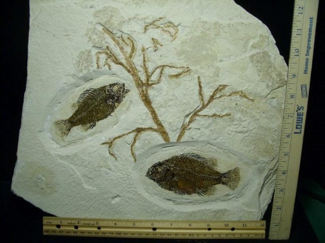 Fossilized Priscacara  Fish  (071420j) - Image 2