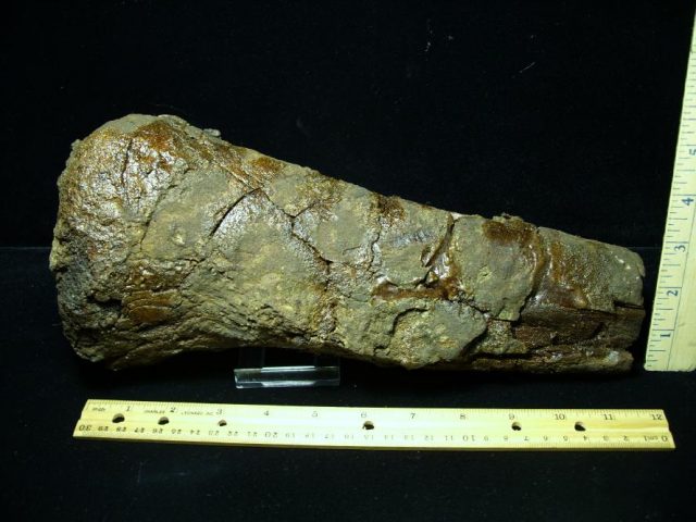 Hadrosaur Dinosaur Bone (071420k) 