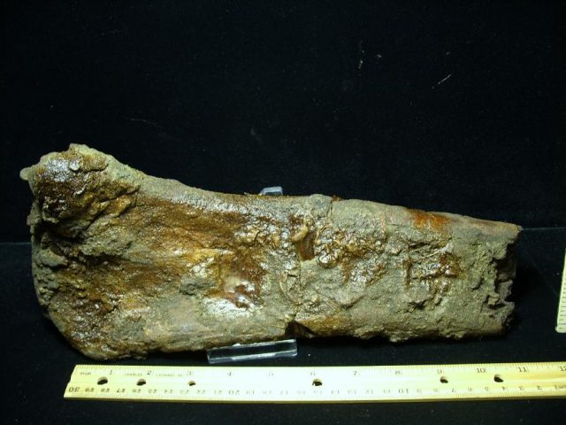 Hadrosaur Dinosaur Bone (071420k)  - Image 2