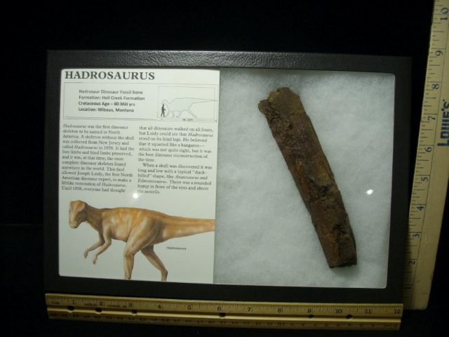 Partial Hadrosaur Dinosaur Bone (071420m) 