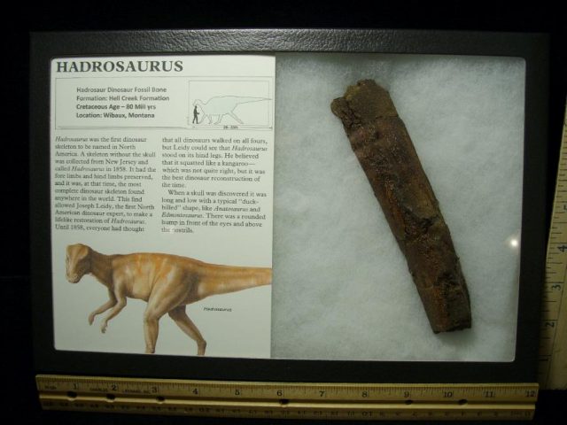 Partial Hadrosaur Dinosaur Bone (071420m)  - Image 2