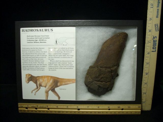 Partial Hadrosaur Dinosaur Bone (071420n) 