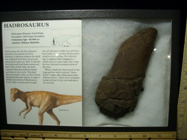 Partial Hadrosaur Dinosaur Bone (071420n)  - Image 2