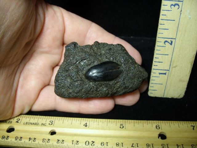 La Brea Tar Pit Beetle (071920c)