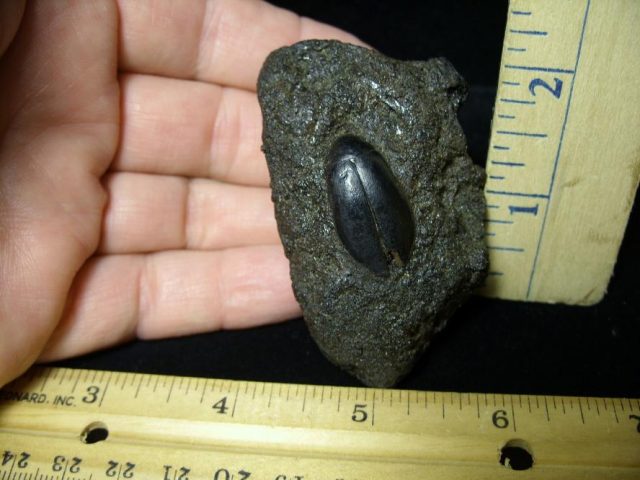 La Brea Tar Pit Beetle (071920c) - Image 2
